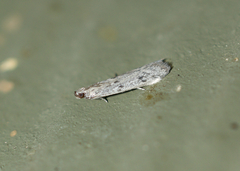Homoeosoma electella