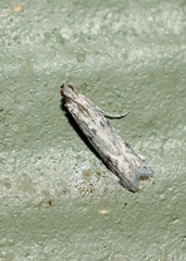 Homoeosoma electella