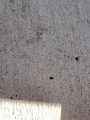 Pangaeus bilineatus