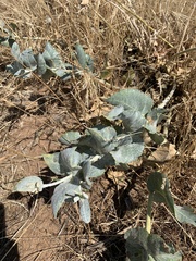 Asclepias californica