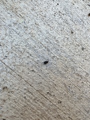 Pangaeus bilineatus