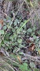 Antennaria plantaginifolia