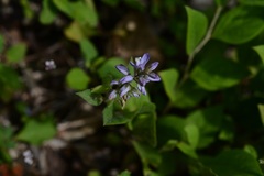 Hebecarpa costaricensis