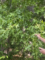 Quercus coccinea