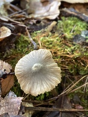 Pluteus longistriatus
