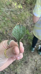 Antennaria plantaginifolia