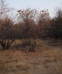 Combretum