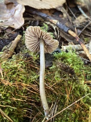 Pluteus longistriatus