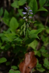 Hebecarpa costaricensis