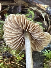 Pluteus longistriatus