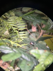 Limenitidinae