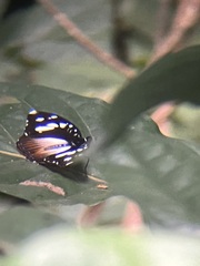 Limenitidinae