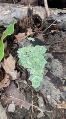 Flavopunctelia flaventior