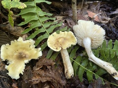 Tricholoma