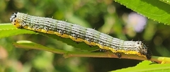 Pyrrhia exprimens