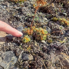 Saxifraga paniculata