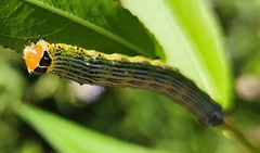 Pyrrhia exprimens