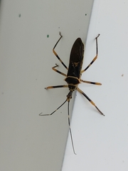 Zelus armillatus