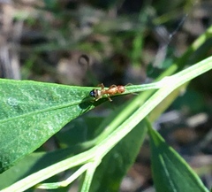 Camponotus snellingi