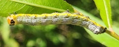 Pyrrhia exprimens