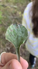 Antennaria plantaginifolia