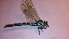 Cordulegaster bidentata