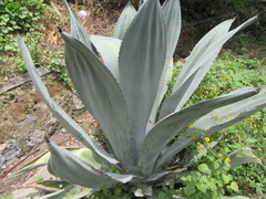 Agave atrovirens