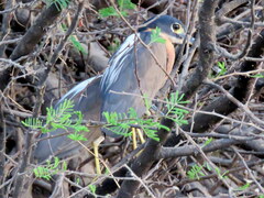 Gorsachius leuconotus