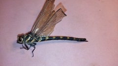 Cordulegaster bidentata