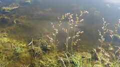 Poa