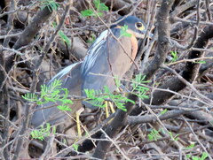 Gorsachius leuconotus