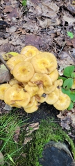Armillaria mellea
