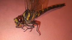 Cordulegaster bidentata