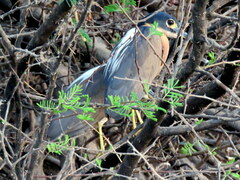 Gorsachius leuconotus