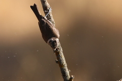 Lophophanes cristatus