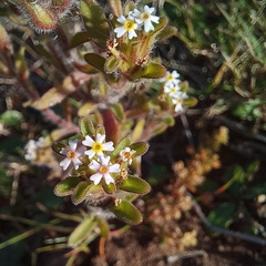 Zaluzianskya gracilis