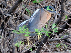 Gorsachius leuconotus