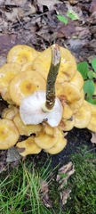Armillaria mellea