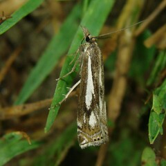 Crambus alienellus