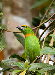 Psilopogon armillaris