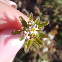 Zaluzianskya gracilis