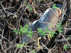Gorsachius leuconotus