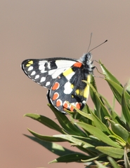 Delias aganippe