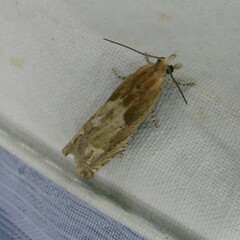 Eucosma cana
