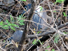 Gorsachius leuconotus