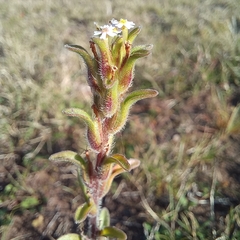 Zaluzianskya gracilis