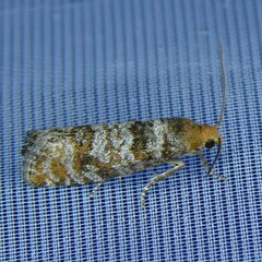 Blastesthia turionella