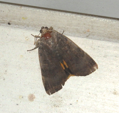 Noctua janthina