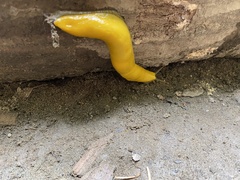 Ariolimax dolichophallus