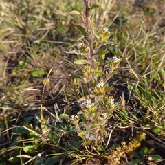 Zaluzianskya gracilis